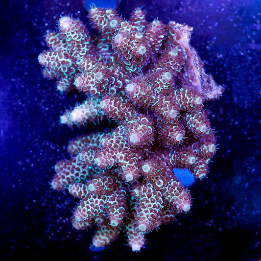 Acropora Coral 3" WYSIWYG