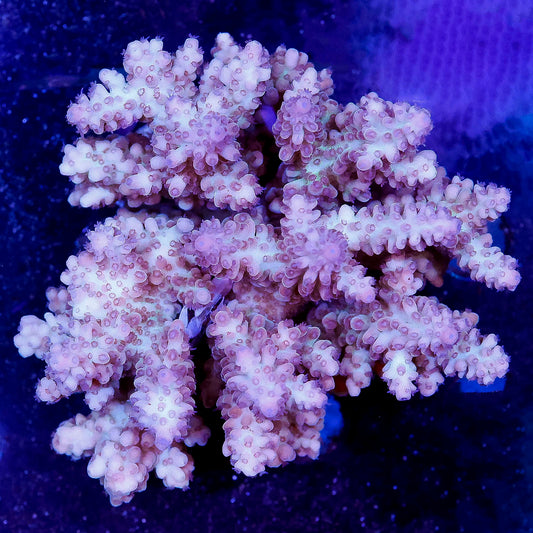 Acropora Coral 2.75" WYSIWYG
