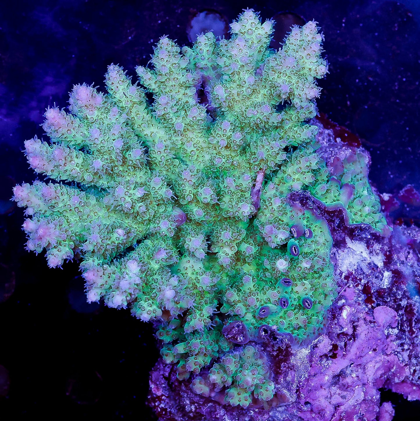 Acropora Coral 3" WYSIWYG