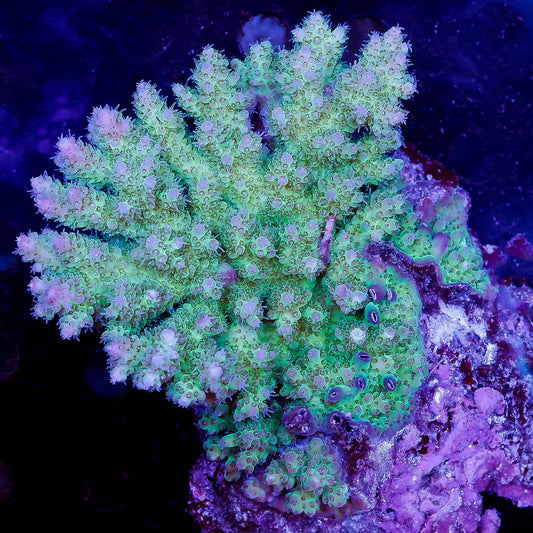 Acropora Coral 3" WYSIWYG