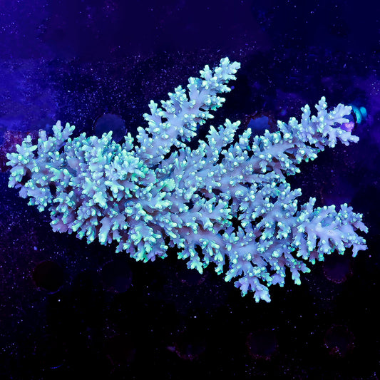 Acropora Coral 3.5" WYSIWYG