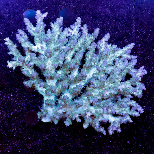 Acropora Coral 3.5" WYSIWYG