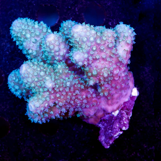 Acropora Coral 2.25" WYSIWYG