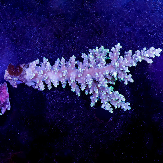 Acropora Coral 2" WYSIWYG