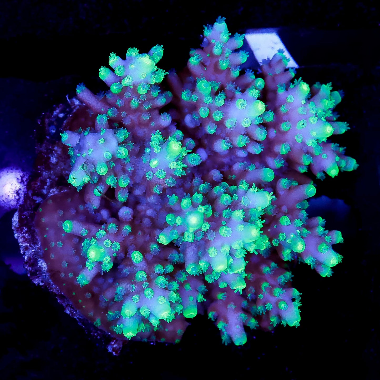 Acropora Coral 2" WYSIWYG