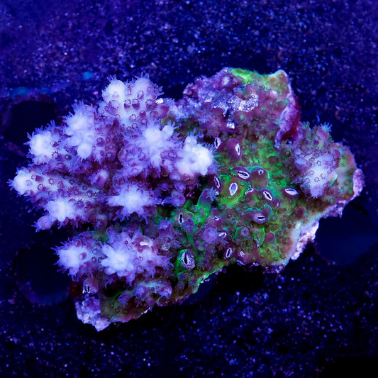 Acropora Coral 2.25" WYSIWYG
