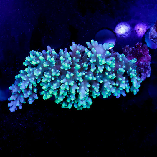 Acropora Coral 2.25" WYSIWYG