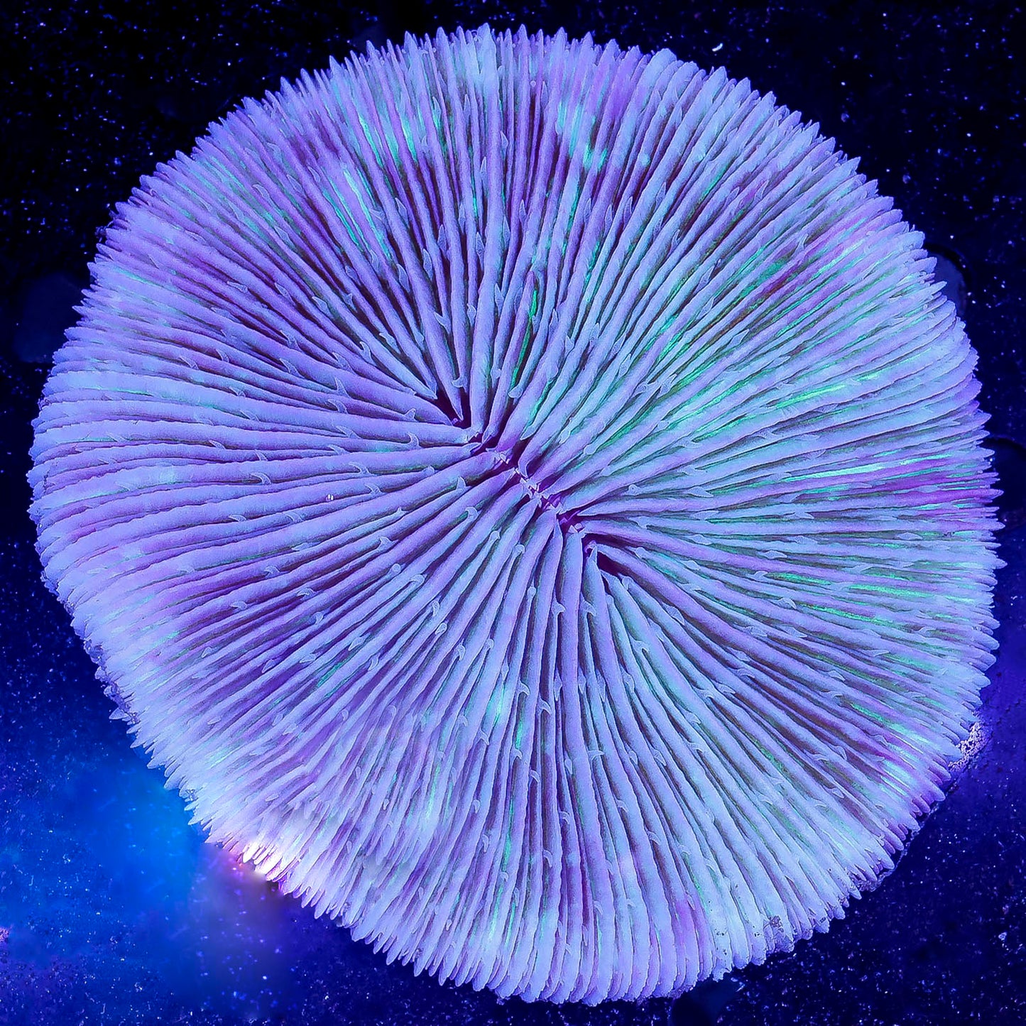 Plate Coral - Short Tentacle 3" WYSIWYG
