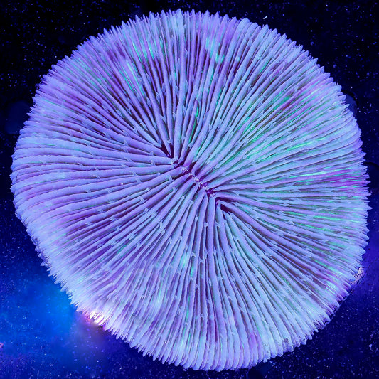 Plate Coral - Short Tentacle 3" WYSIWYG