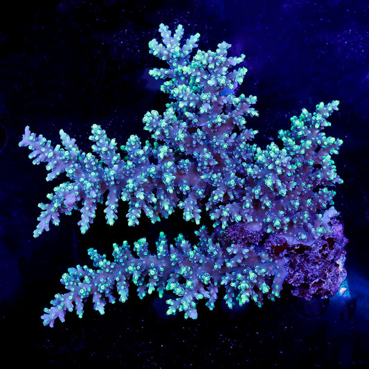 Acropora Coral 3.5" WYSIWYG