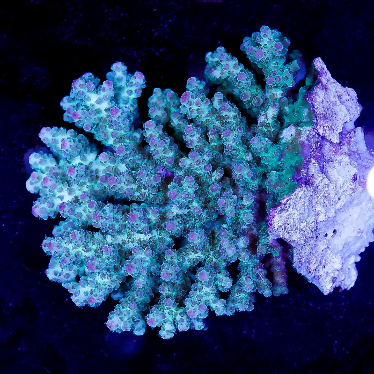 Acropora Coral 3" WYSIWYG