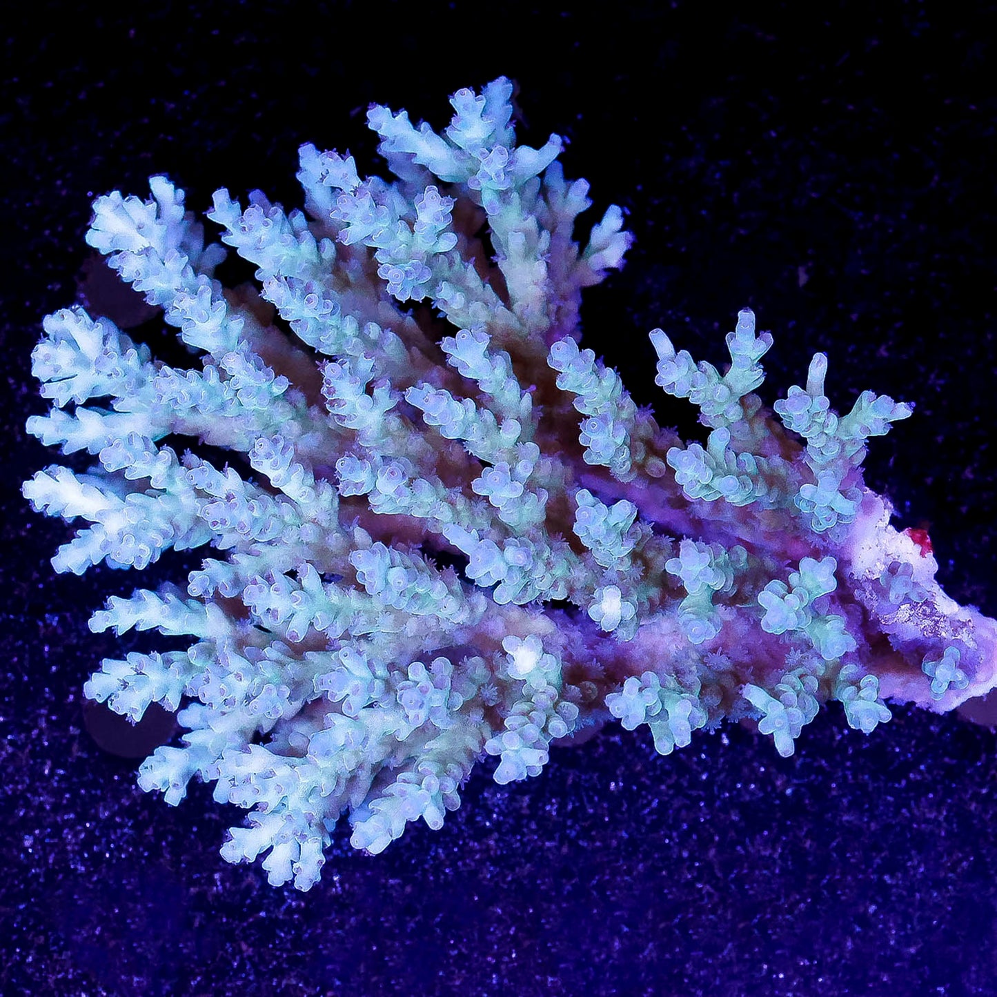 Acropora Coral 3.5" WYSIWYG