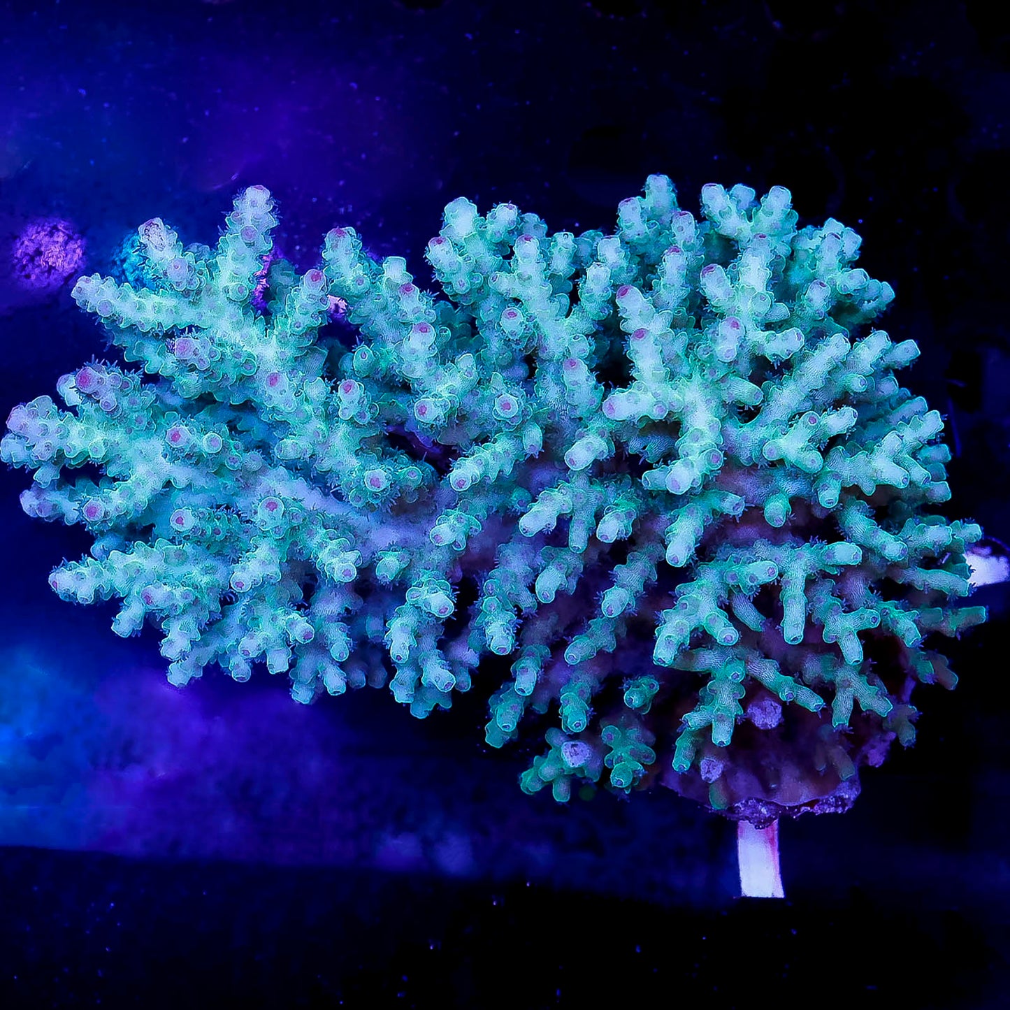 Acropora Coral 3" WYSIWYG