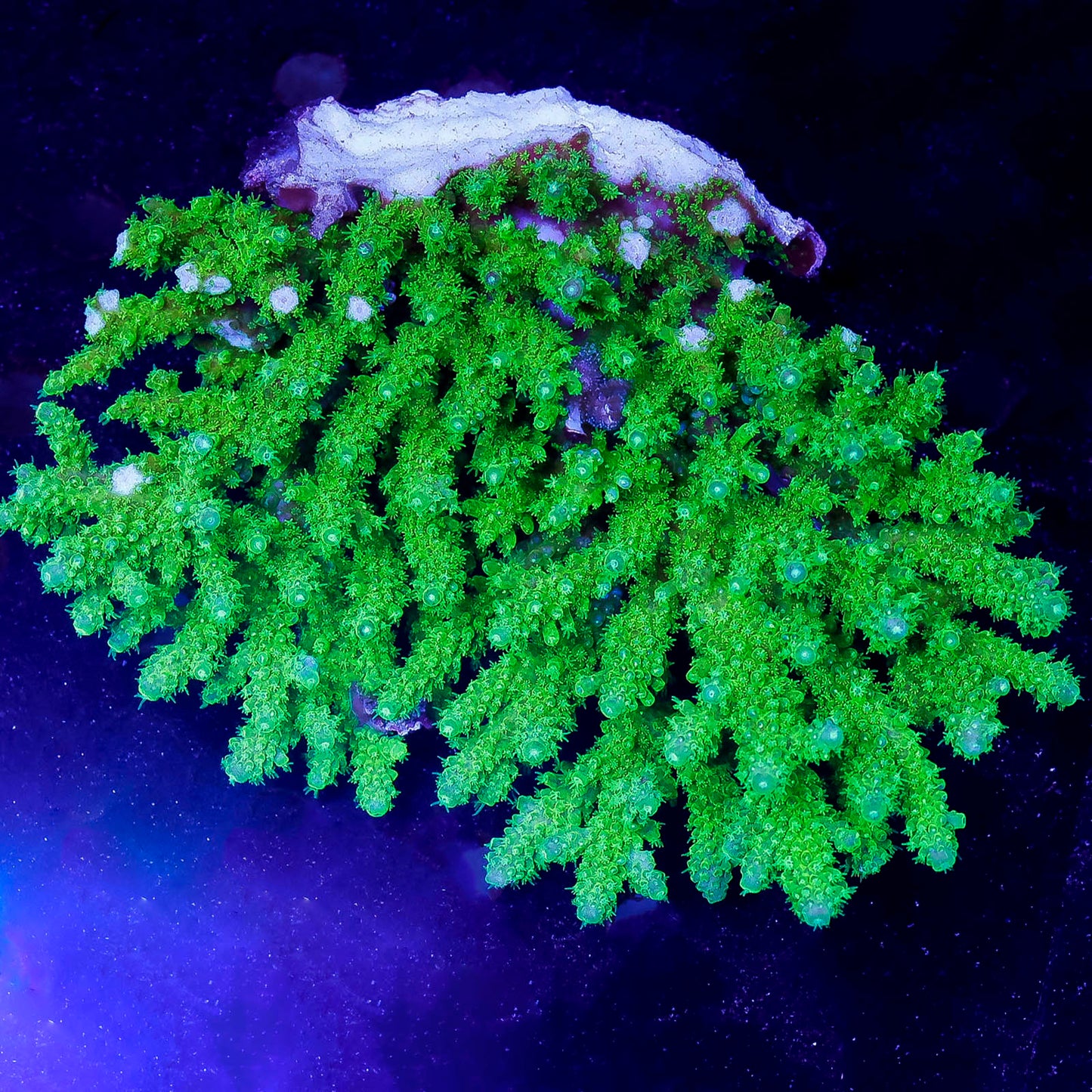 Acropora Coral 3.5" WYSIWYG