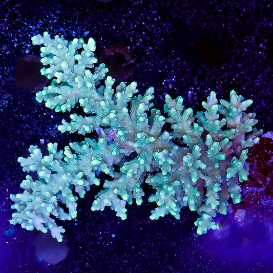 Acropora Coral 2.75" WYSIWYG