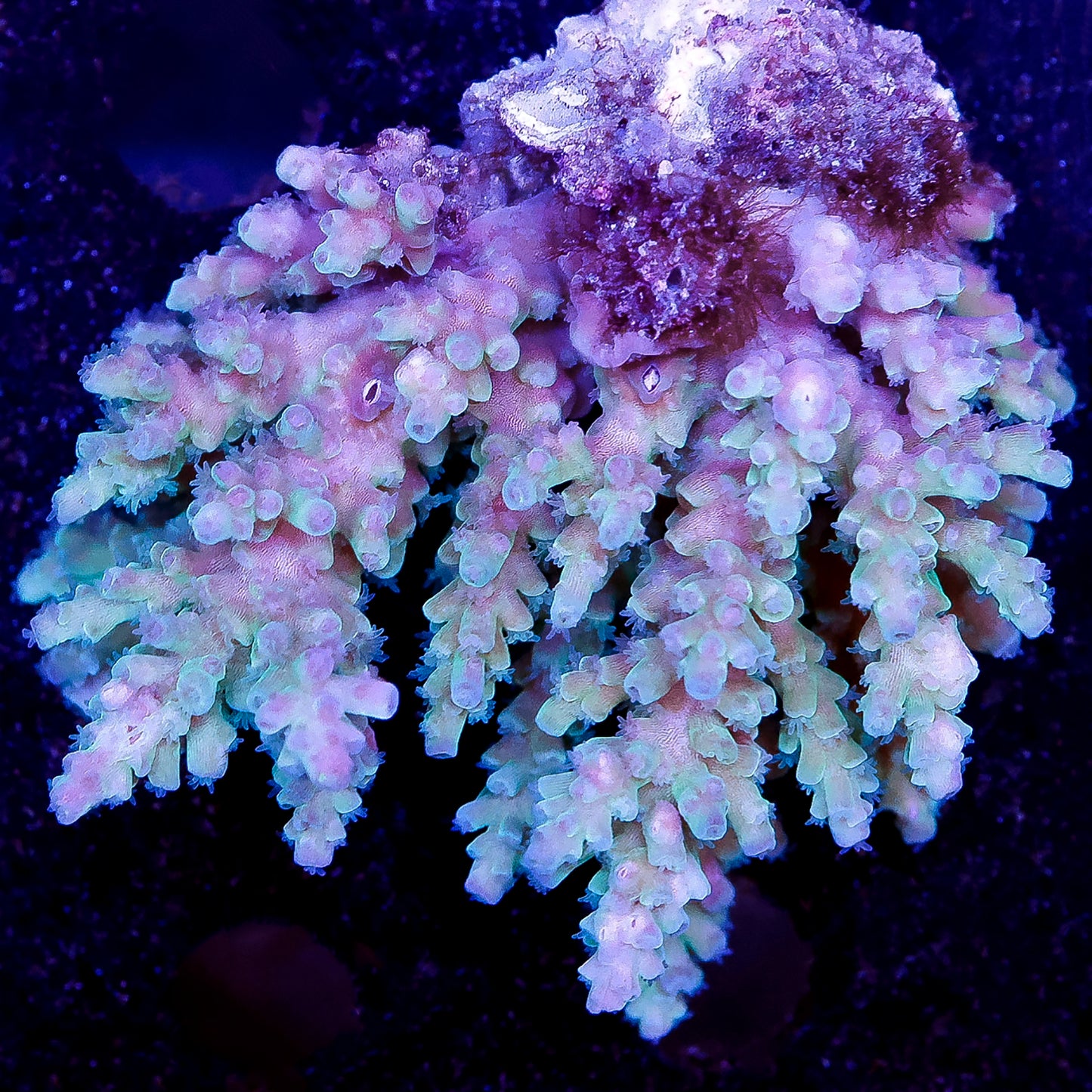 Acropora Coral 2.25" WYSIWYG