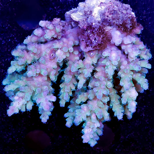 Acropora Coral 2.25" WYSIWYG
