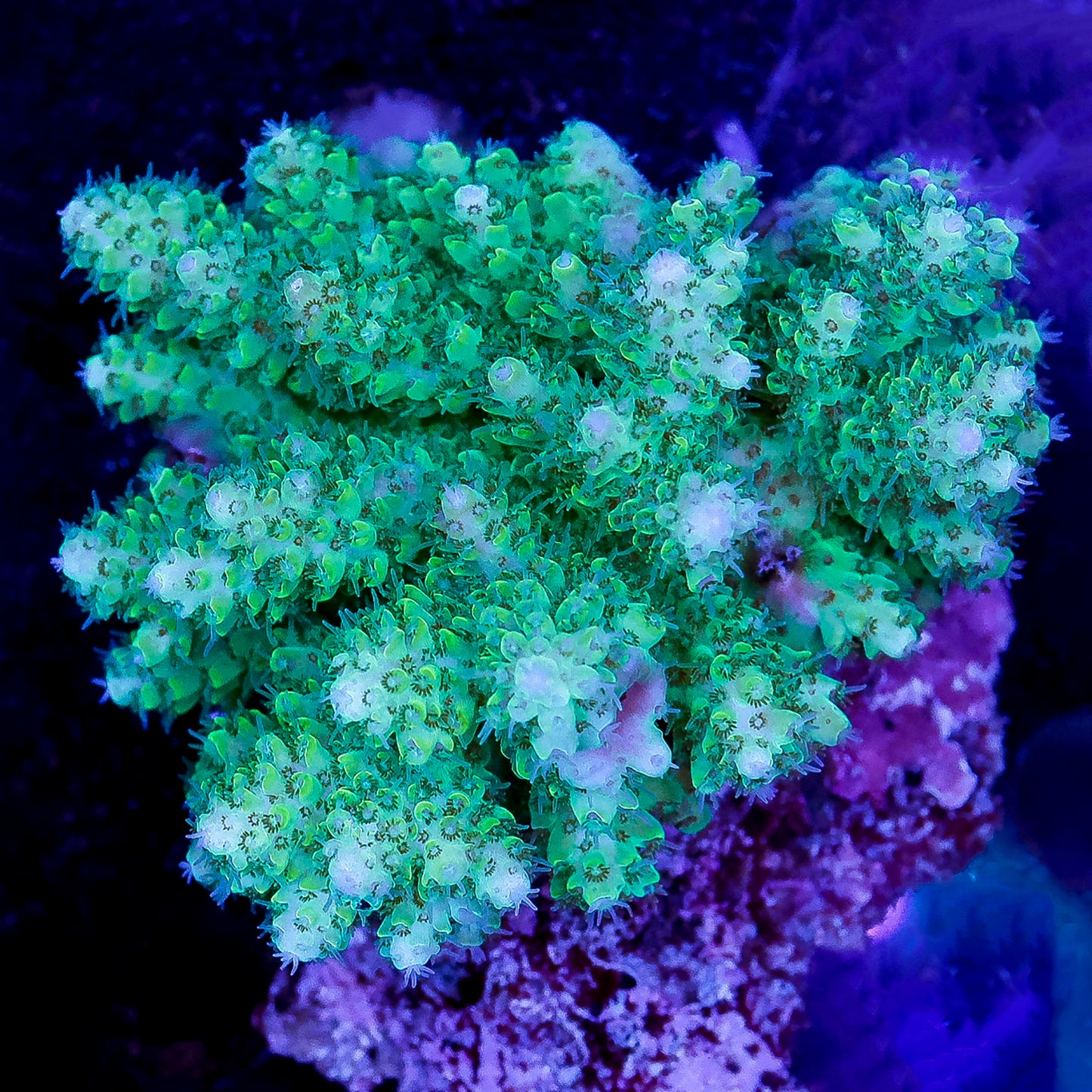 Acropora Coral 2.25" WYSIWYG