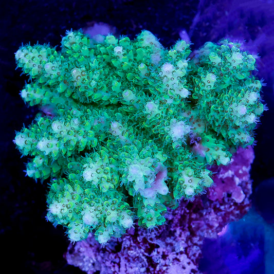 Acropora Coral 2.25" WYSIWYG