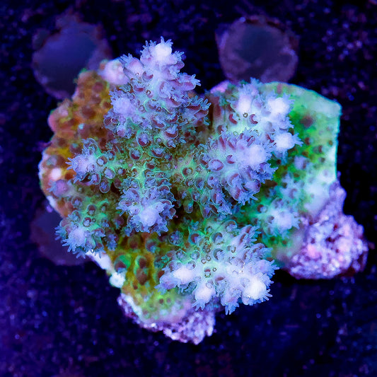 Acropora Coral 1.75" WYSIWYG