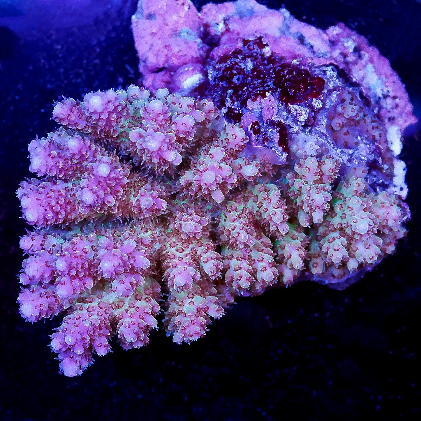 Acropora Coral 2.75" WYSIWYG