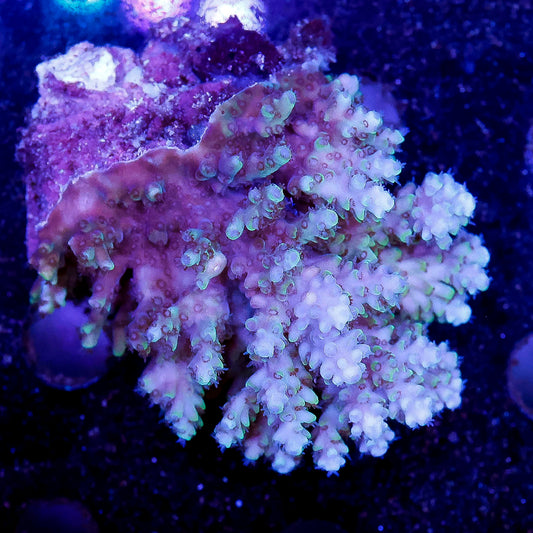 Acropora Coral 2" WYSIWYG