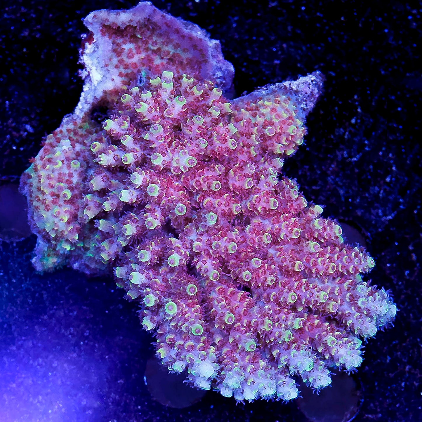 Acropora Coral 2.75" WYSIWYG