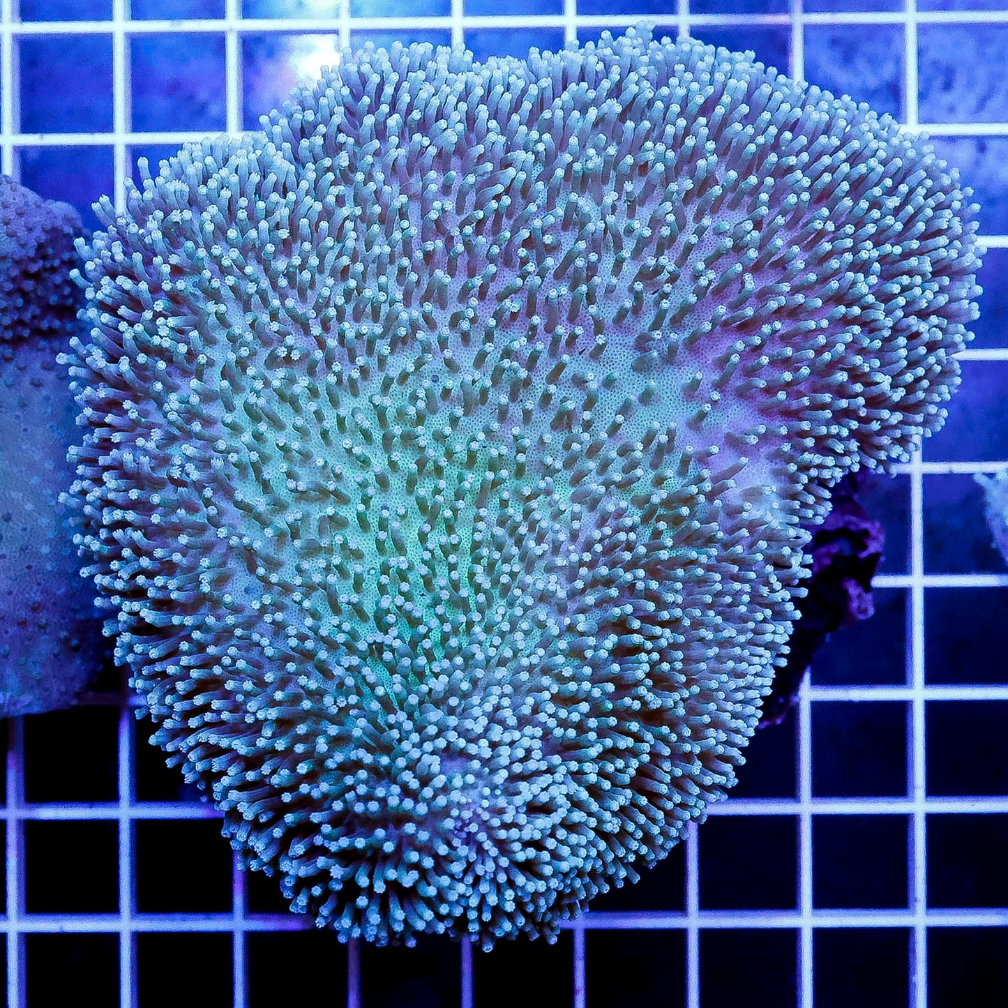 Green Toadstool Mushroom Leather Coral 4" WYSIWYG