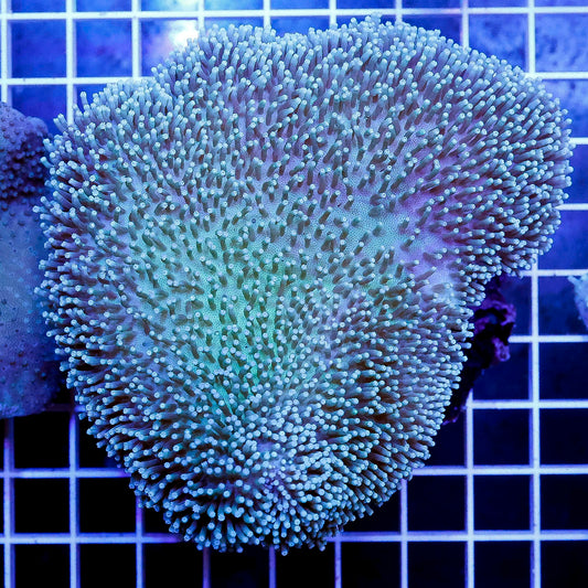 Green Toadstool Mushroom Leather Coral 4" WYSIWYG
