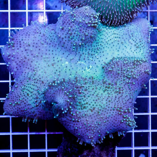 Green Toadstool Mushroom Leather Coral 3.5" WYSIWYG