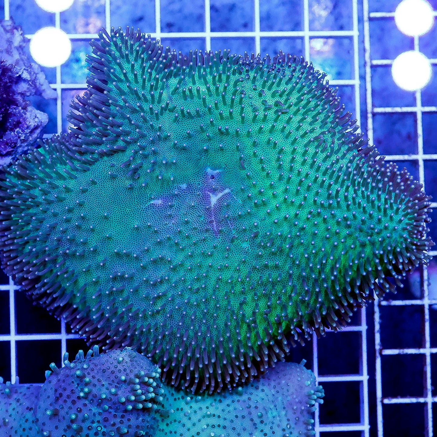 Green Toadstool Mushroom Leather Coral 4" WYSIWYG