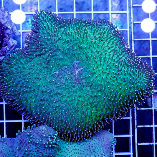 Green Toadstool Mushroom Leather Coral 4" WYSIWYG