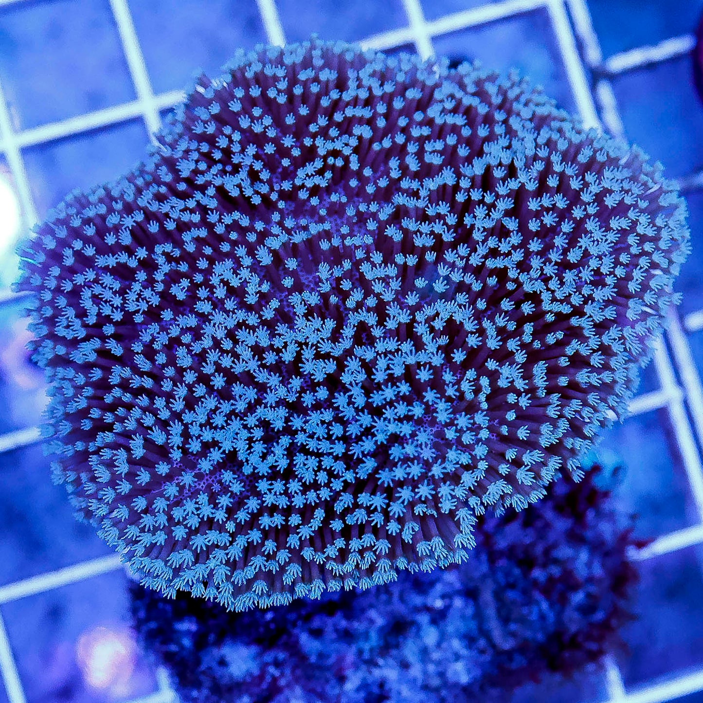 Toadstool Mushroom Leather Coral 2.25" WYSIWYG