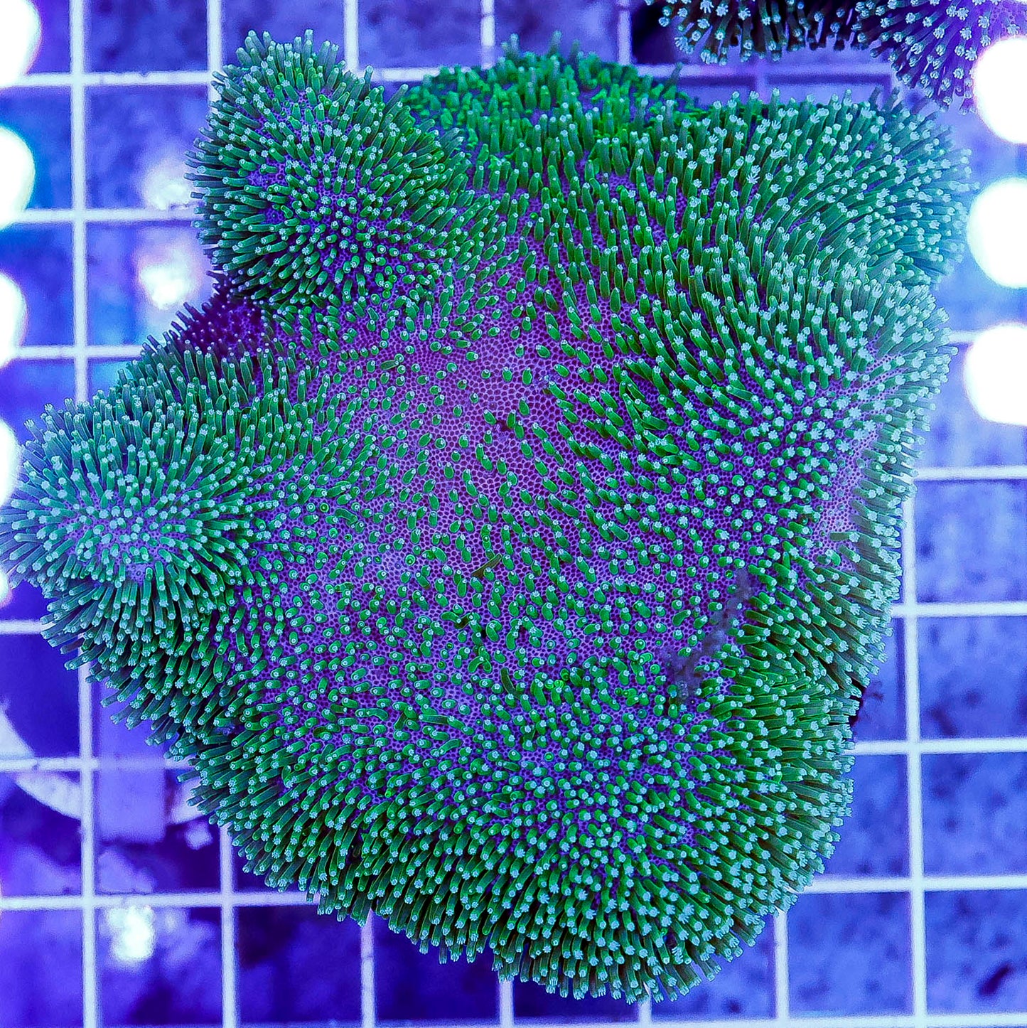 Green Polyp Toadstool Mushroom Leather Coral 3.5" WYSIWYG
