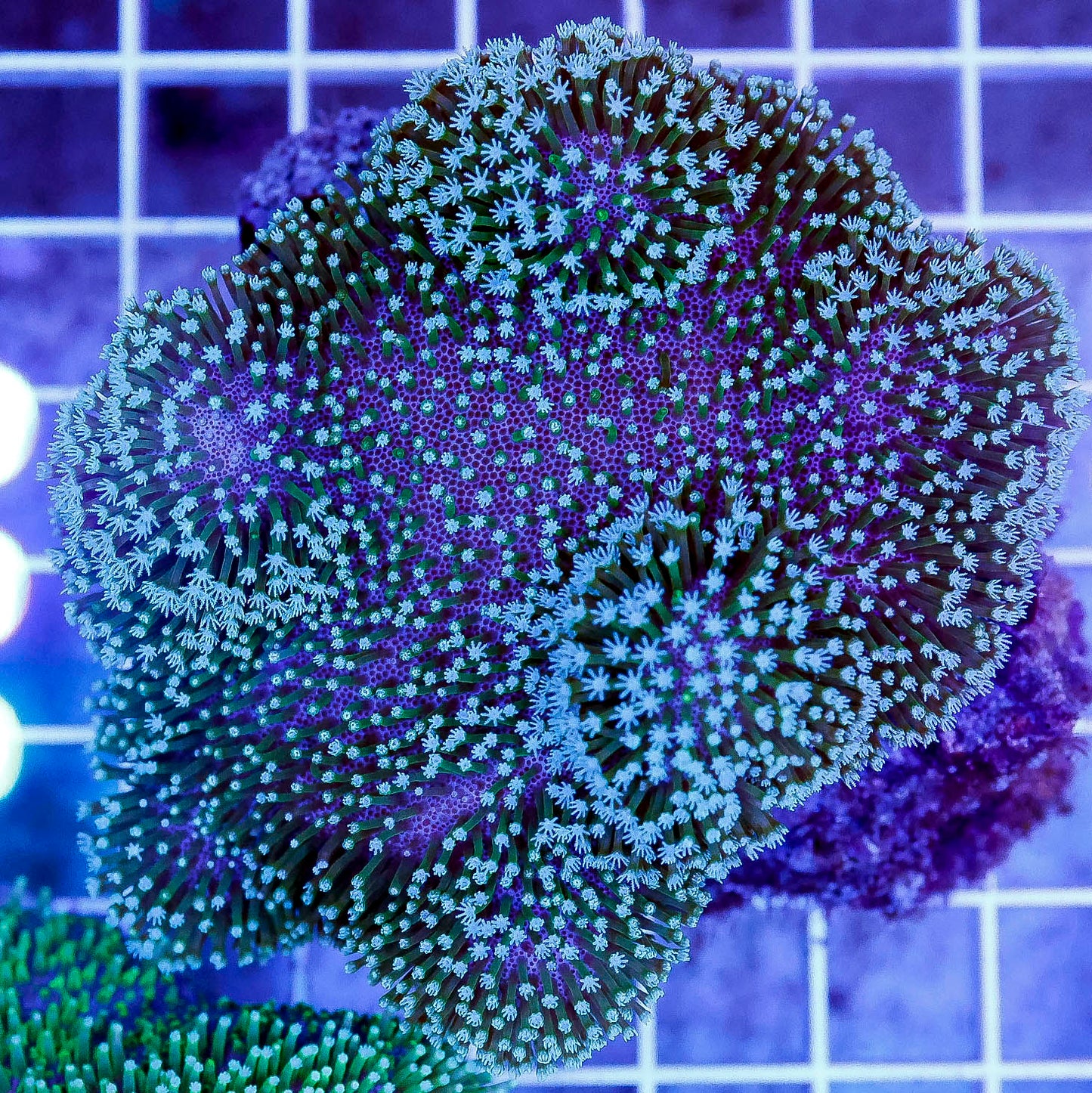 Green Polyp Toadstool Mushroom Leather Coral 2.75" WYSIWYG