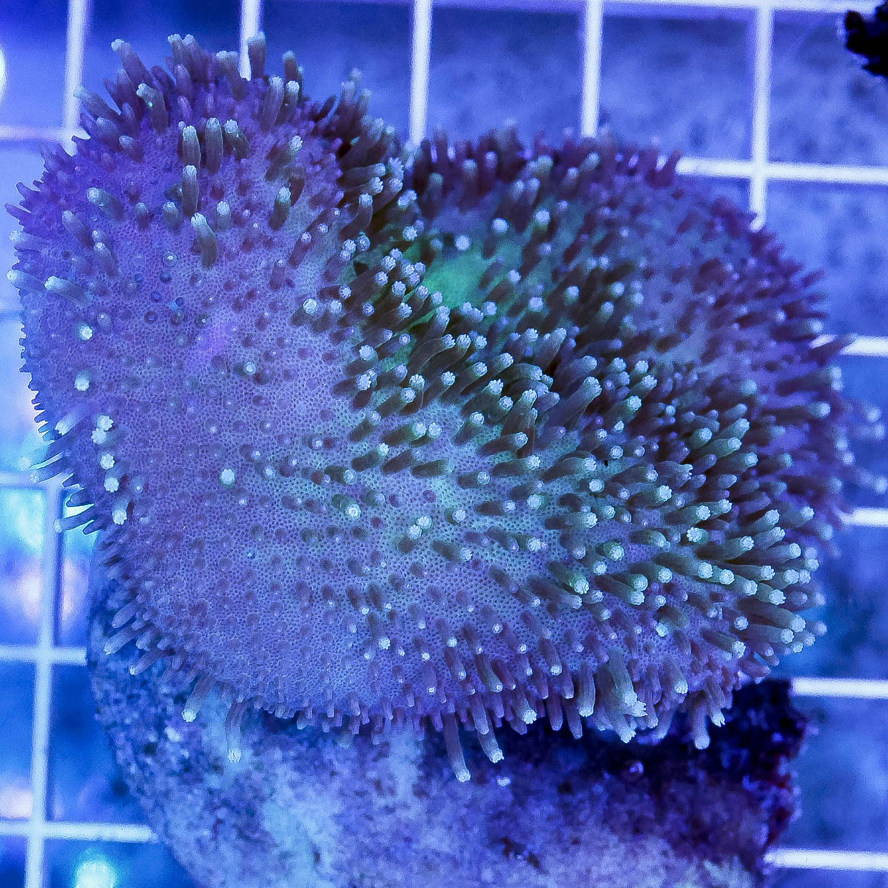 Green Toadstool Mushroom Leather Coral 2.5" WYSIWYG