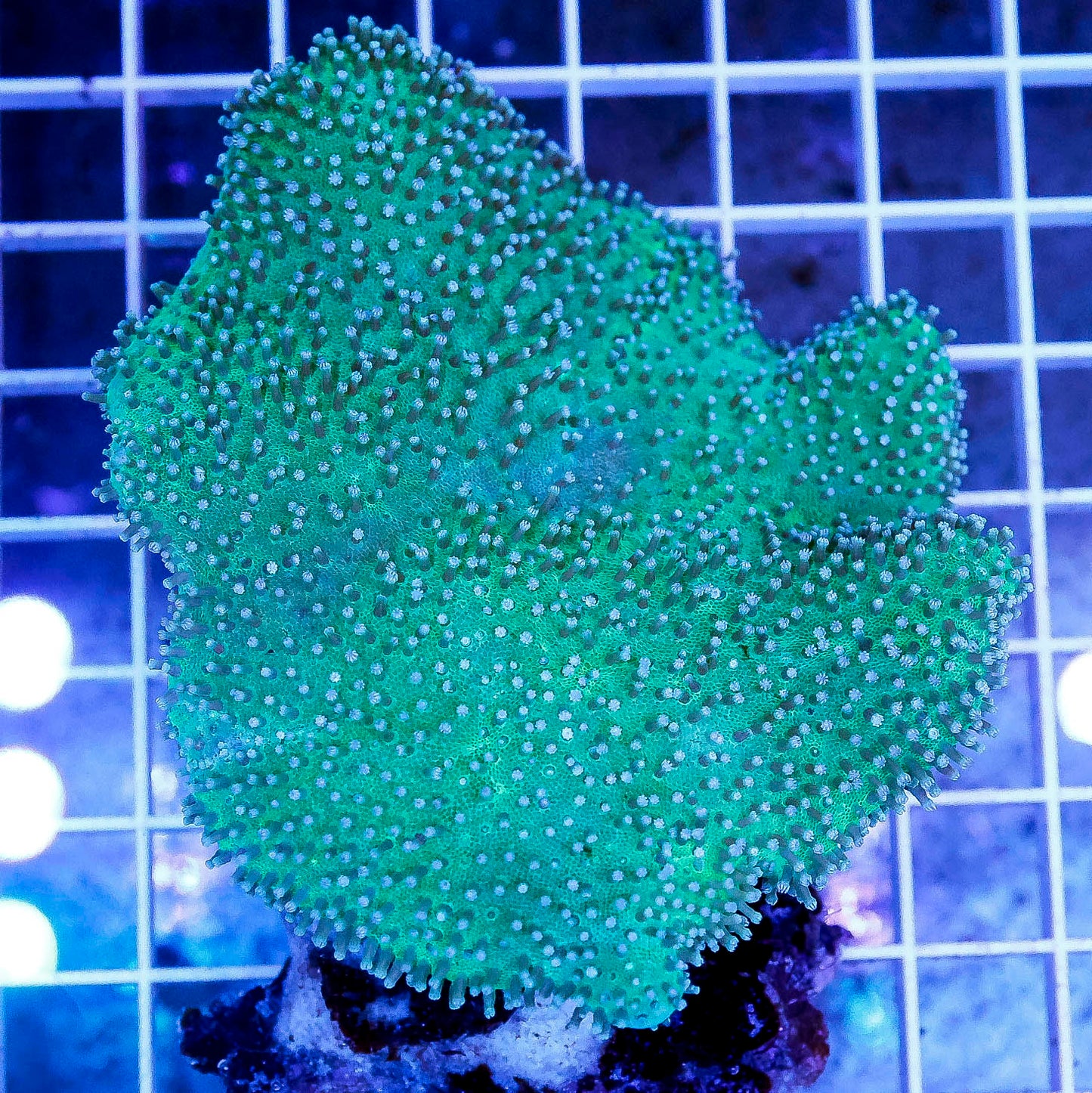 Green Toadstool Mushroom Leather Coral 3.25" WYSIWYG