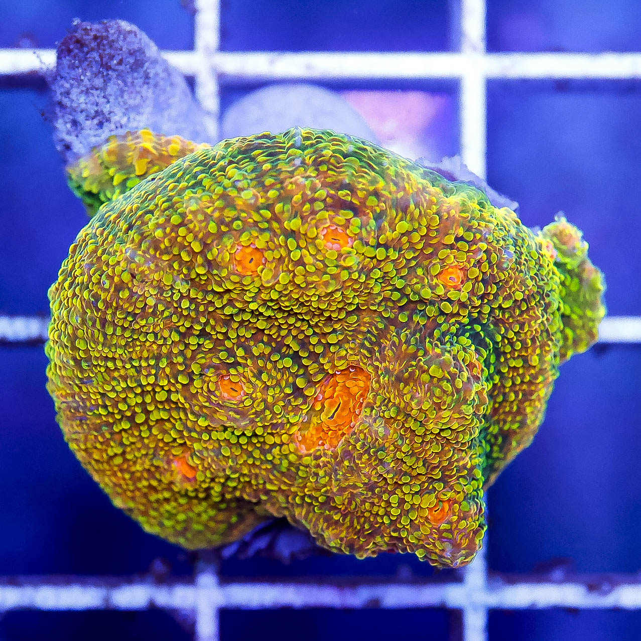 Aquacultured Chalice Coral 1" WYSIWYG
