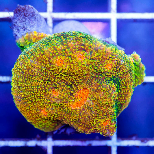 Aquacultured Chalice Coral 1" WYSIWYG