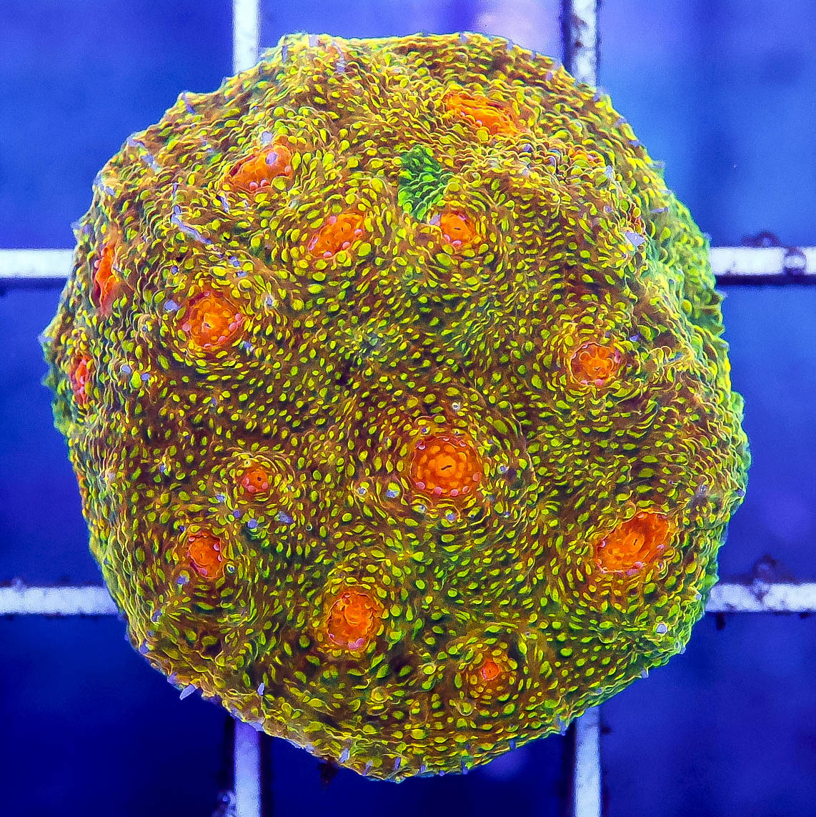 Aquacultured Chalice Coral 1" WYSIWYG