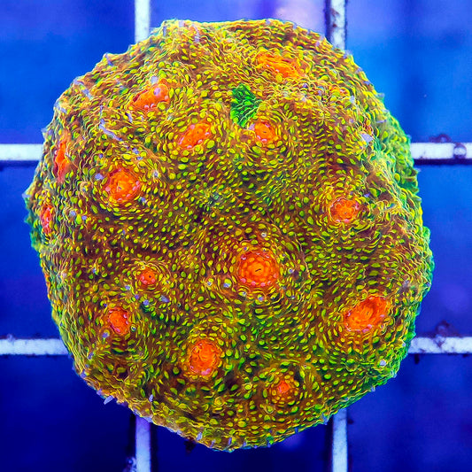 Aquacultured Chalice Coral 1" WYSIWYG