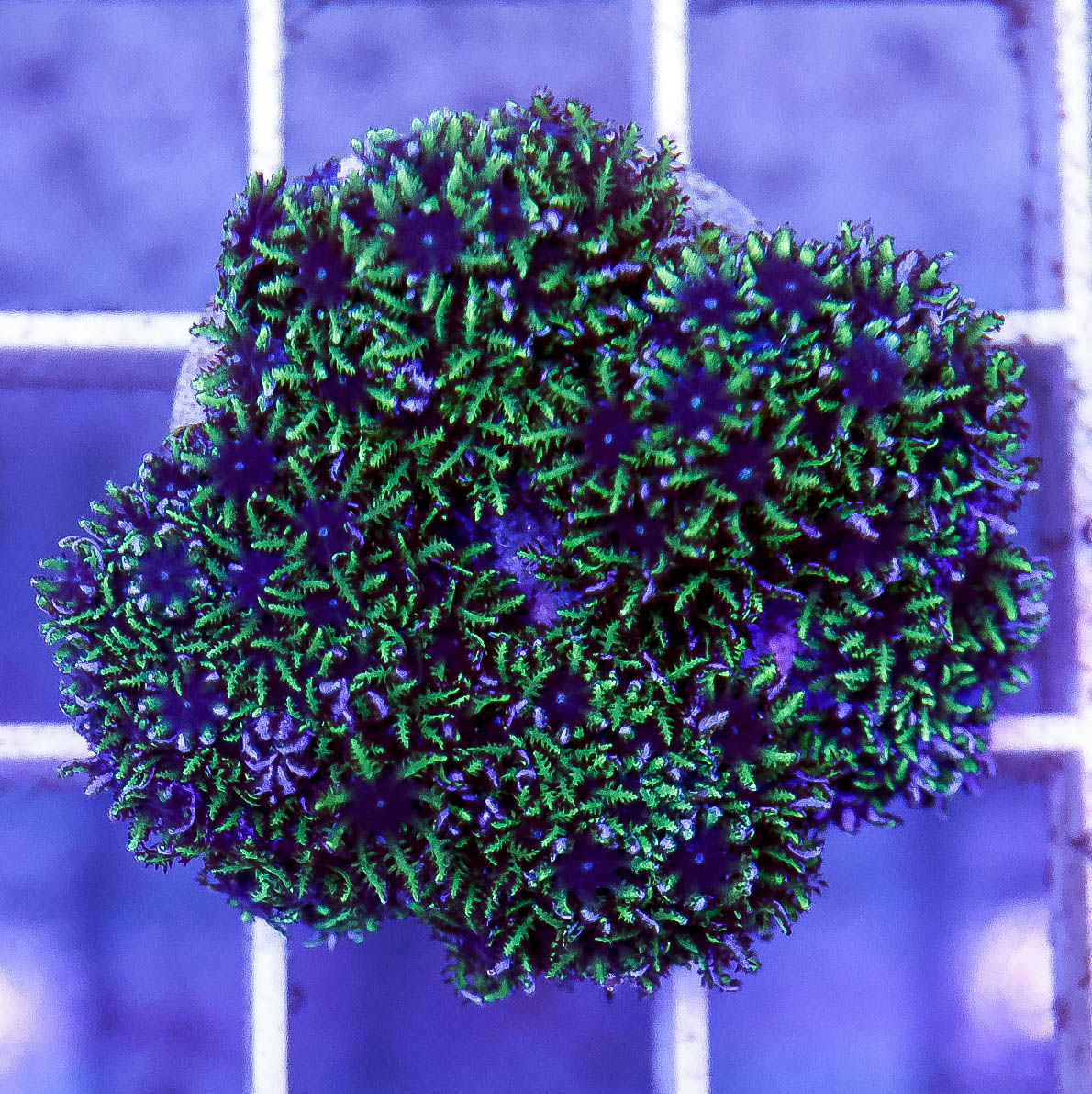 Aquacultured Blue Sympodium Coral Frag 1.25" WYSIWYG