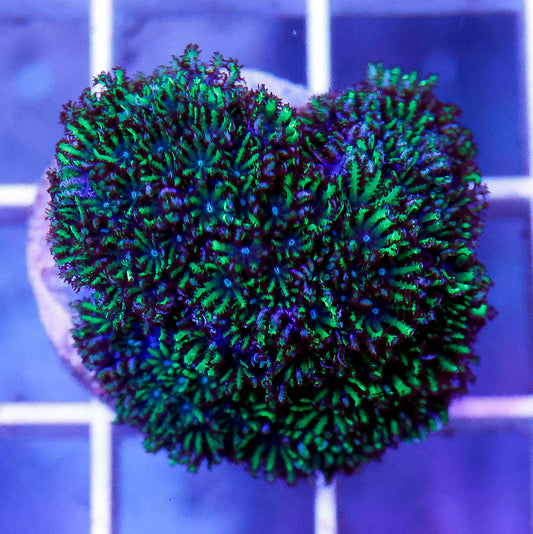 Aquacultured Blue Sympodium Coral Frag 1" WYSIWYG