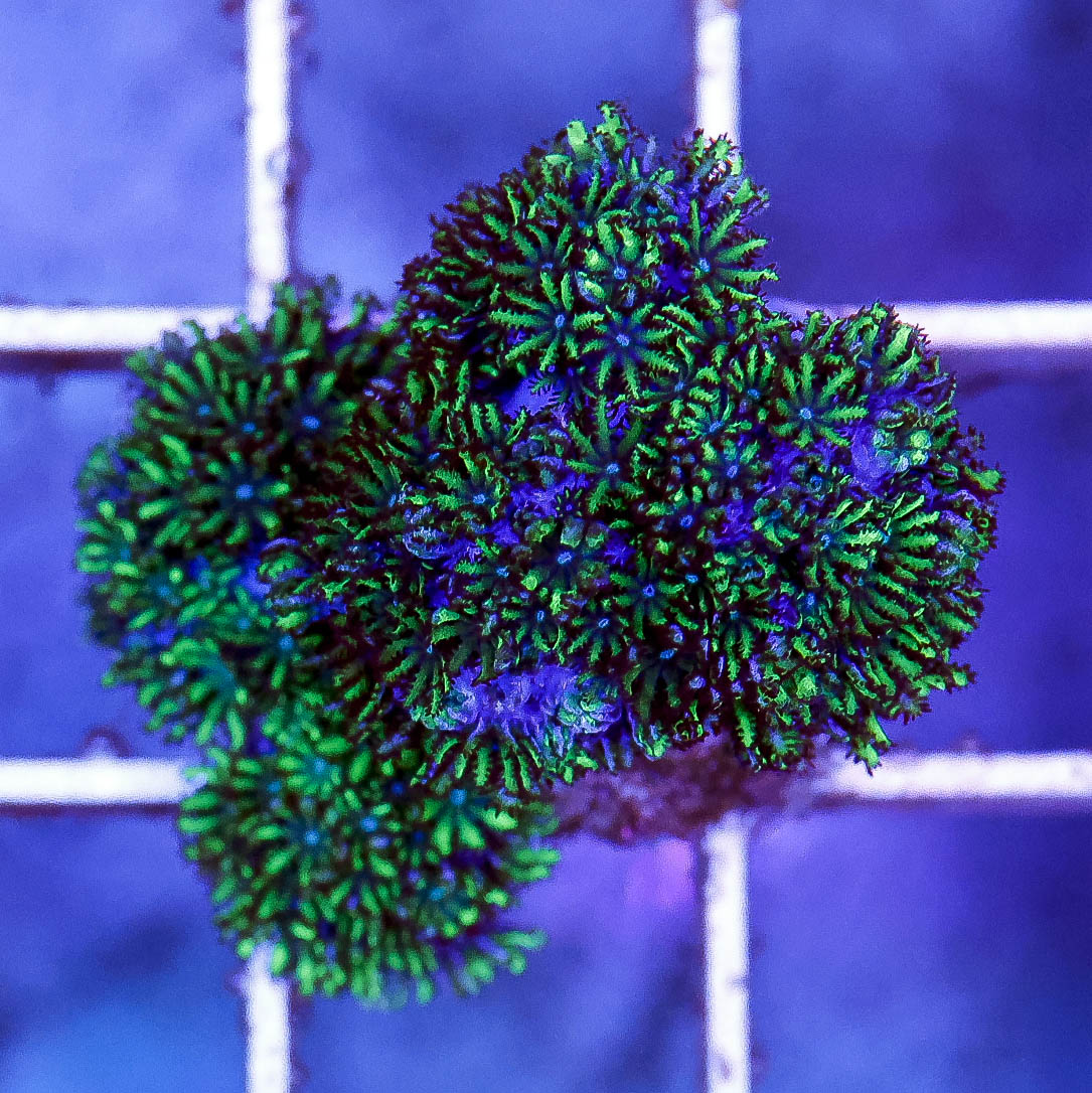 Aquacultured Blue Sympodium Coral Frag 1" WYSIWYG