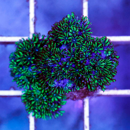 Aquacultured Blue Sympodium Coral Frag 1" WYSIWYG