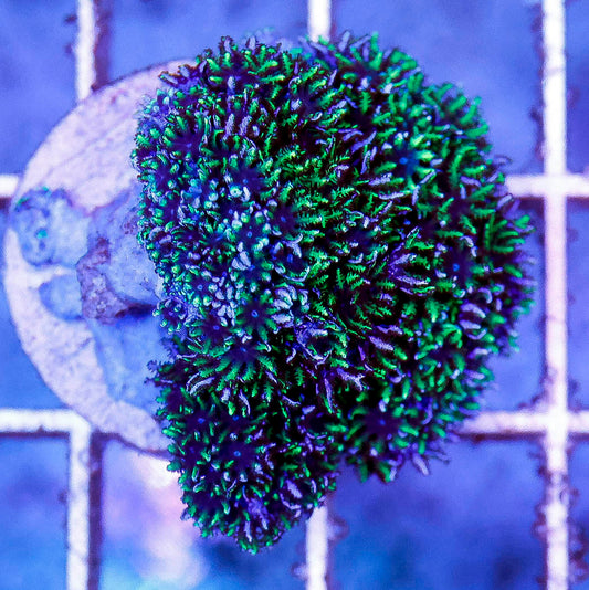 Aquacultured Blue Sympodium Coral Frag 1" WYSIWYG