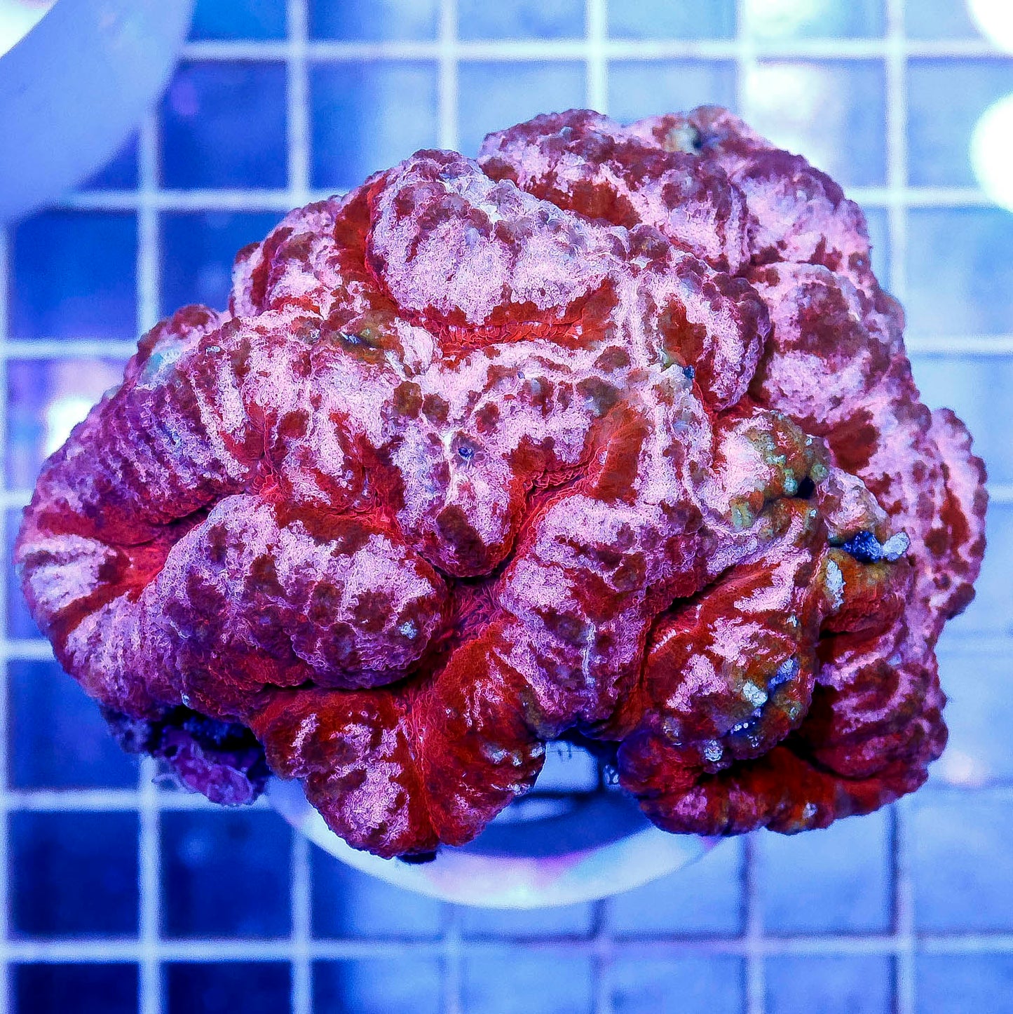 Symphyllia Brain Coral 3.25" WYSIWYG