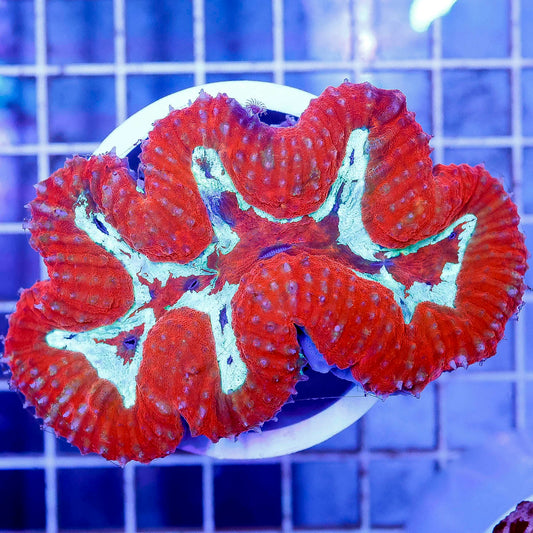 Lobophyllia Coral 3.25" WYSIWYG