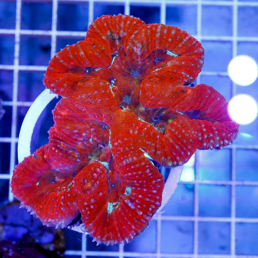 Lobophyllia Coral 3.25" WYSIWYG