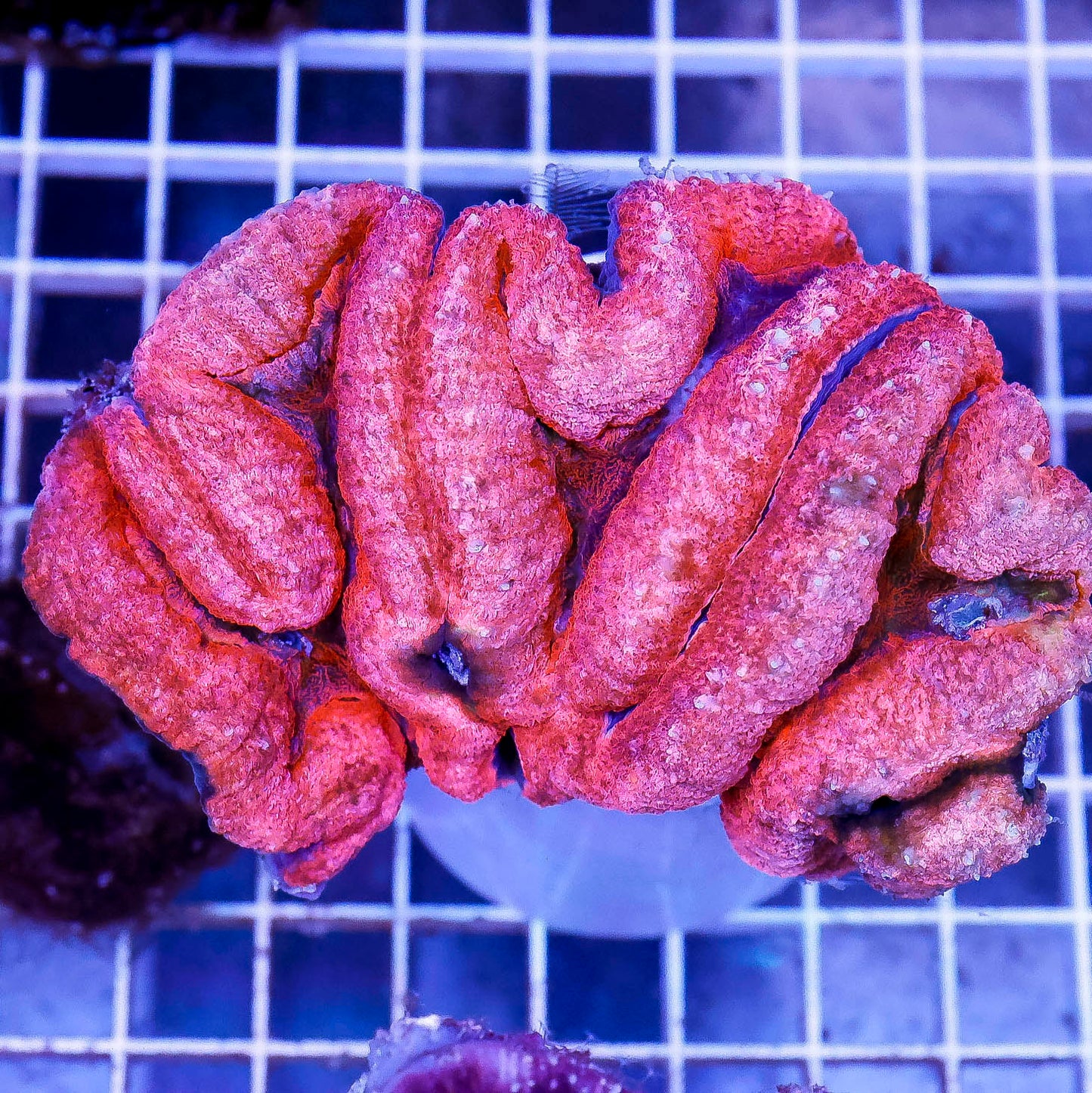 Lobophyllia Coral 4" WYSIWYG